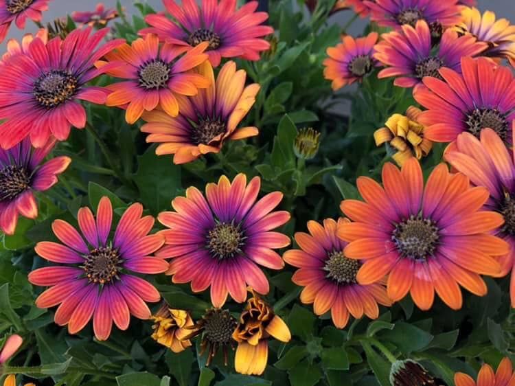 Daisy Osteospermum ZION PURPLE SUN | Sheila's Greenhouse