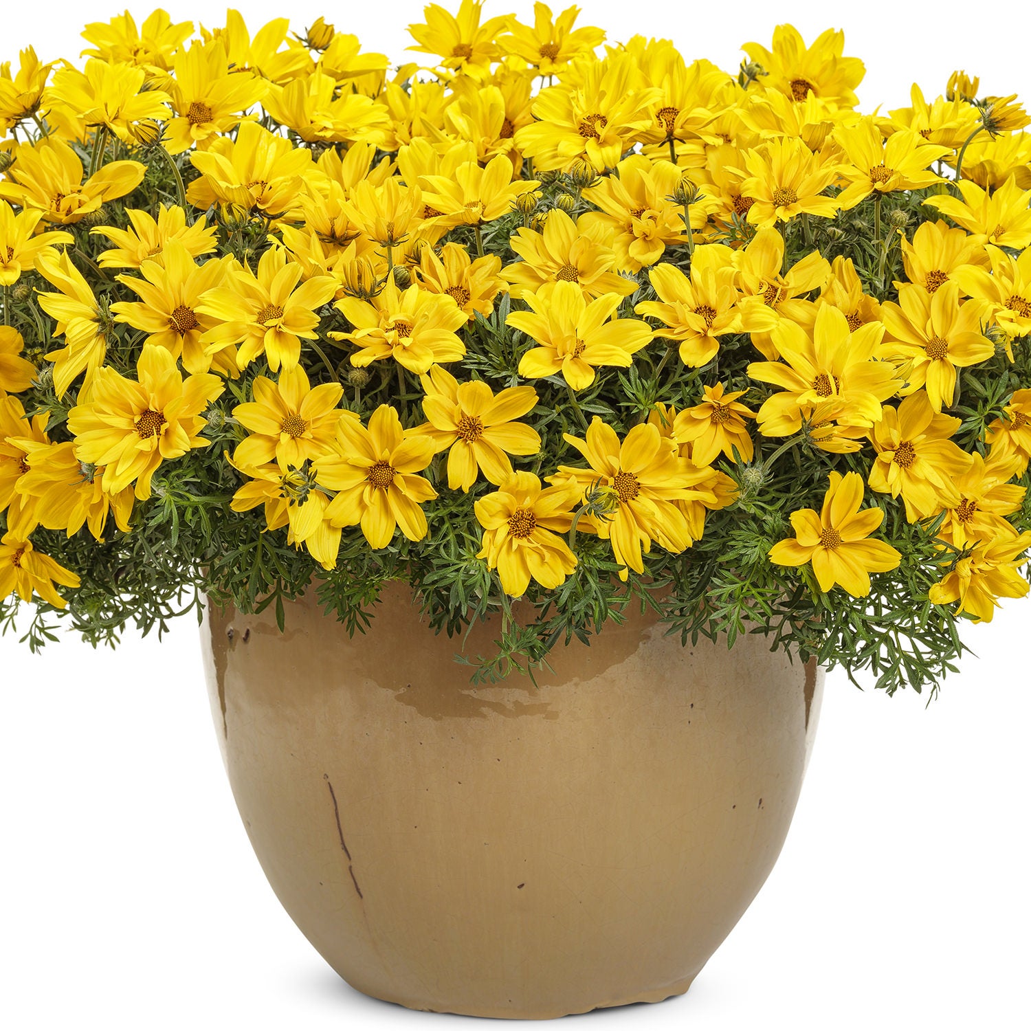 Bidens Yellow Popstar | Sheilas Greenhouse